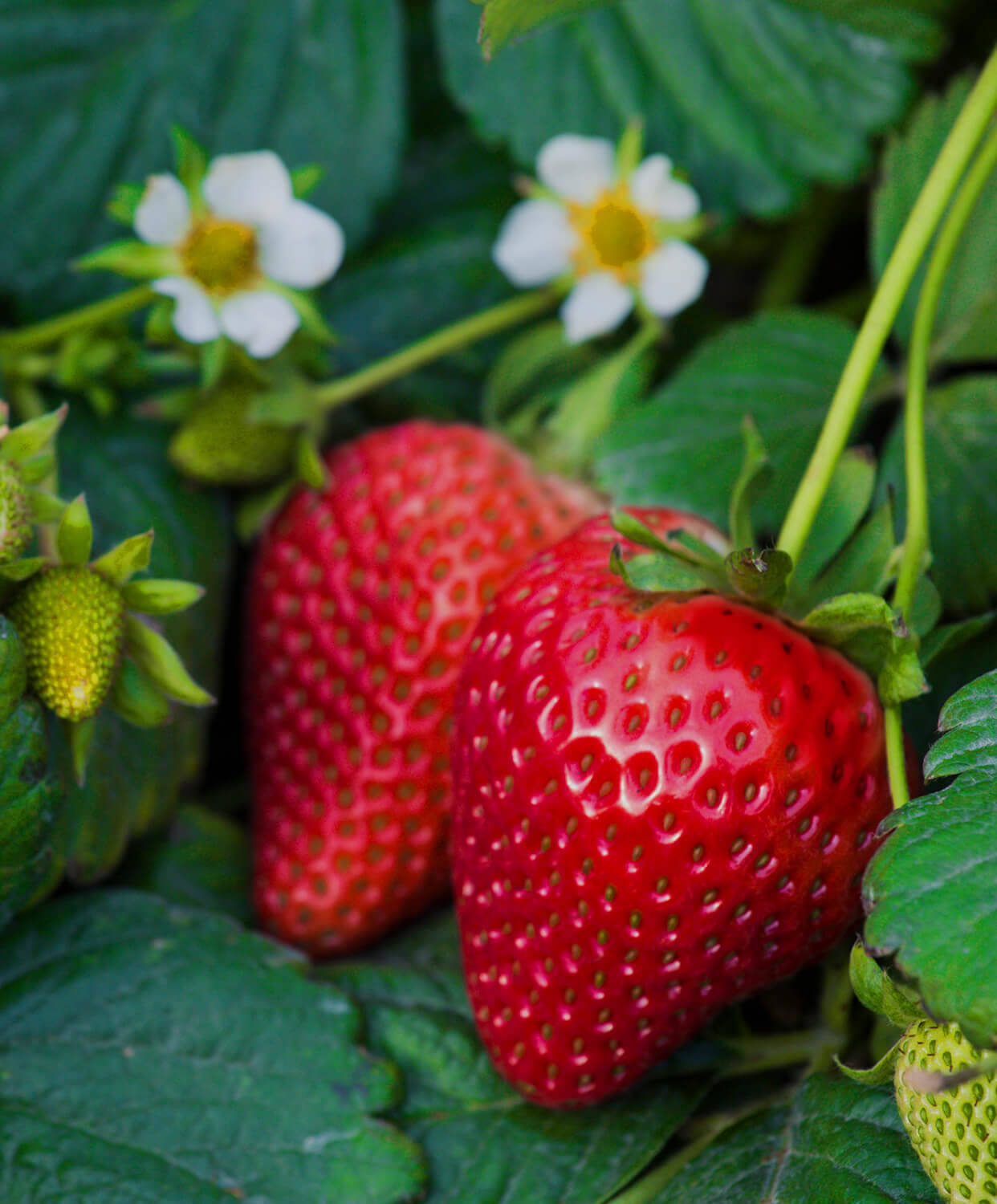 Fragaria x ananassa (strawberry) F1 'Summer Breeze Cherry